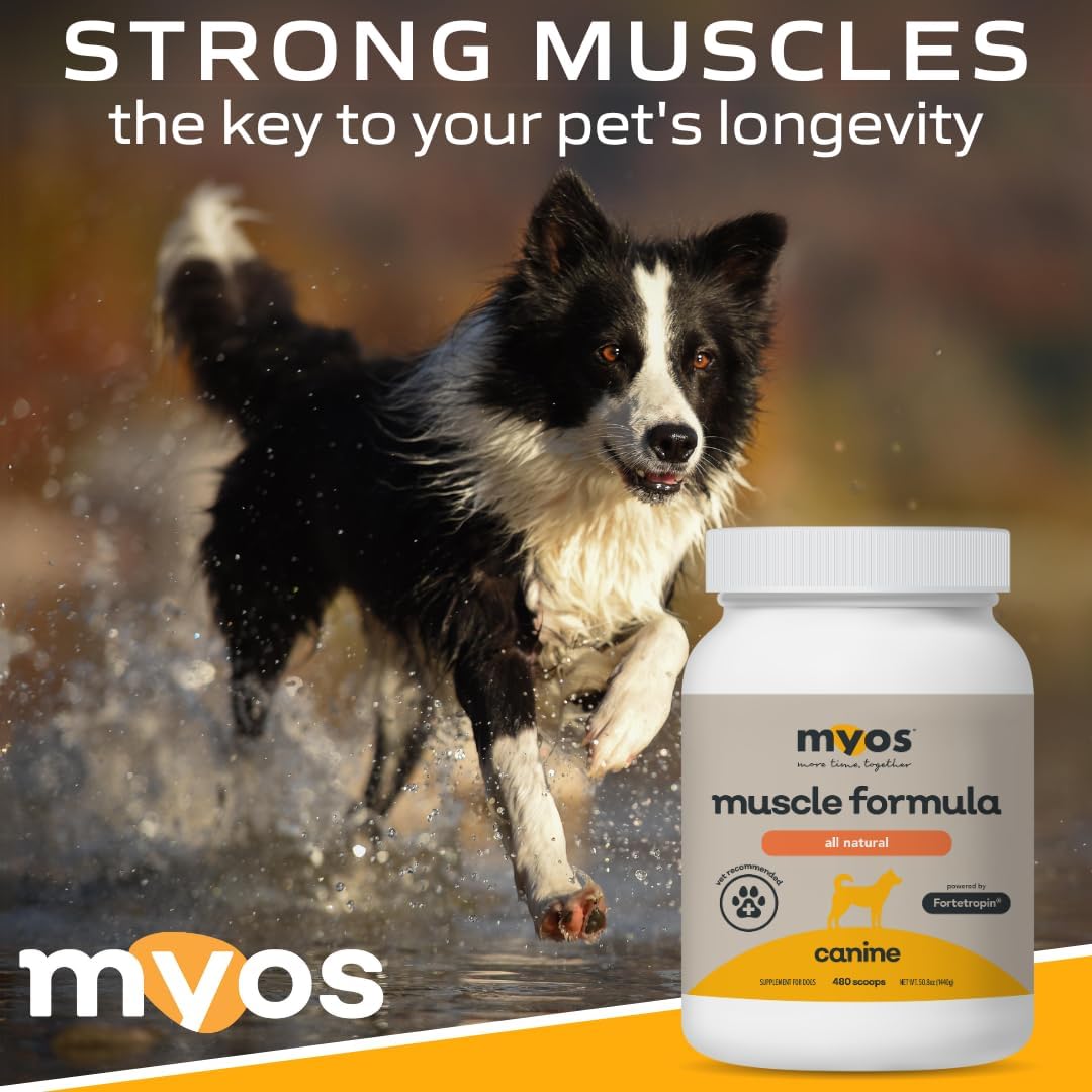 MYOS Canine Muscle Formula - All-Natural Muscle Building Supplement - Helps Reduce Muscle Loss in Aging Dogs and Improve Recovery from Injury or Surgery