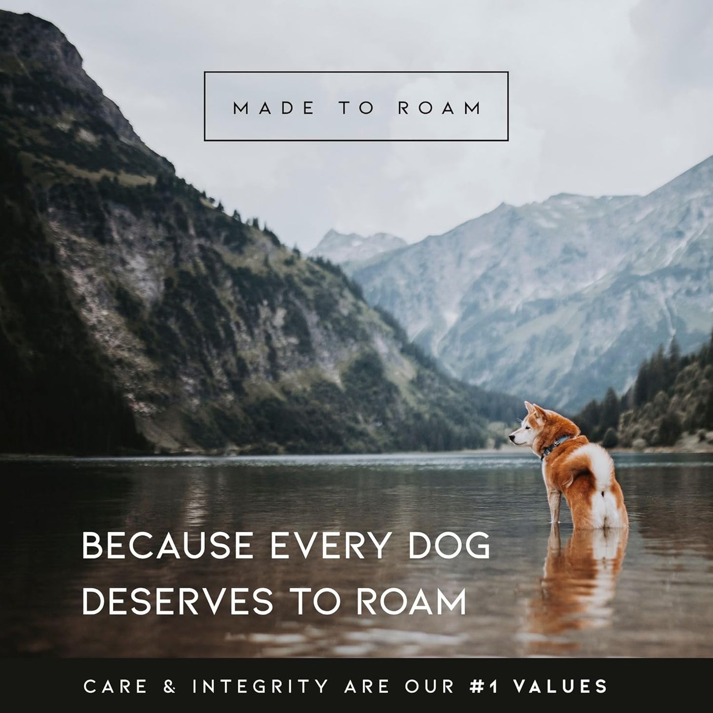 MADE TO ROAM Premium Explorer Harness - Y-Shaped Dog Harness with Adjustable Durable Nylon, Soft Padding, Metal Buckles and Leather Handle for Small, Medium, Large Dogs (Colorado Nightsky, Size 6)