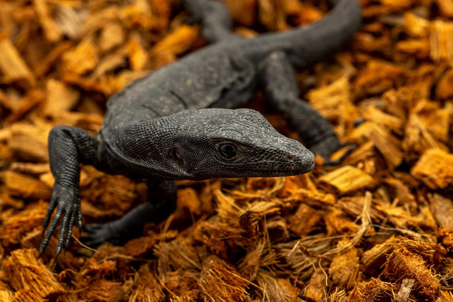 ReptiChip Reptile Substrate Coconut Chip Bedding 72 Quart Compressed Organic Coco Husk Block for Snake Habitat, Ball Python Terrarium, Turtle Tanks, Tortoise Enclosure (5 Pk)