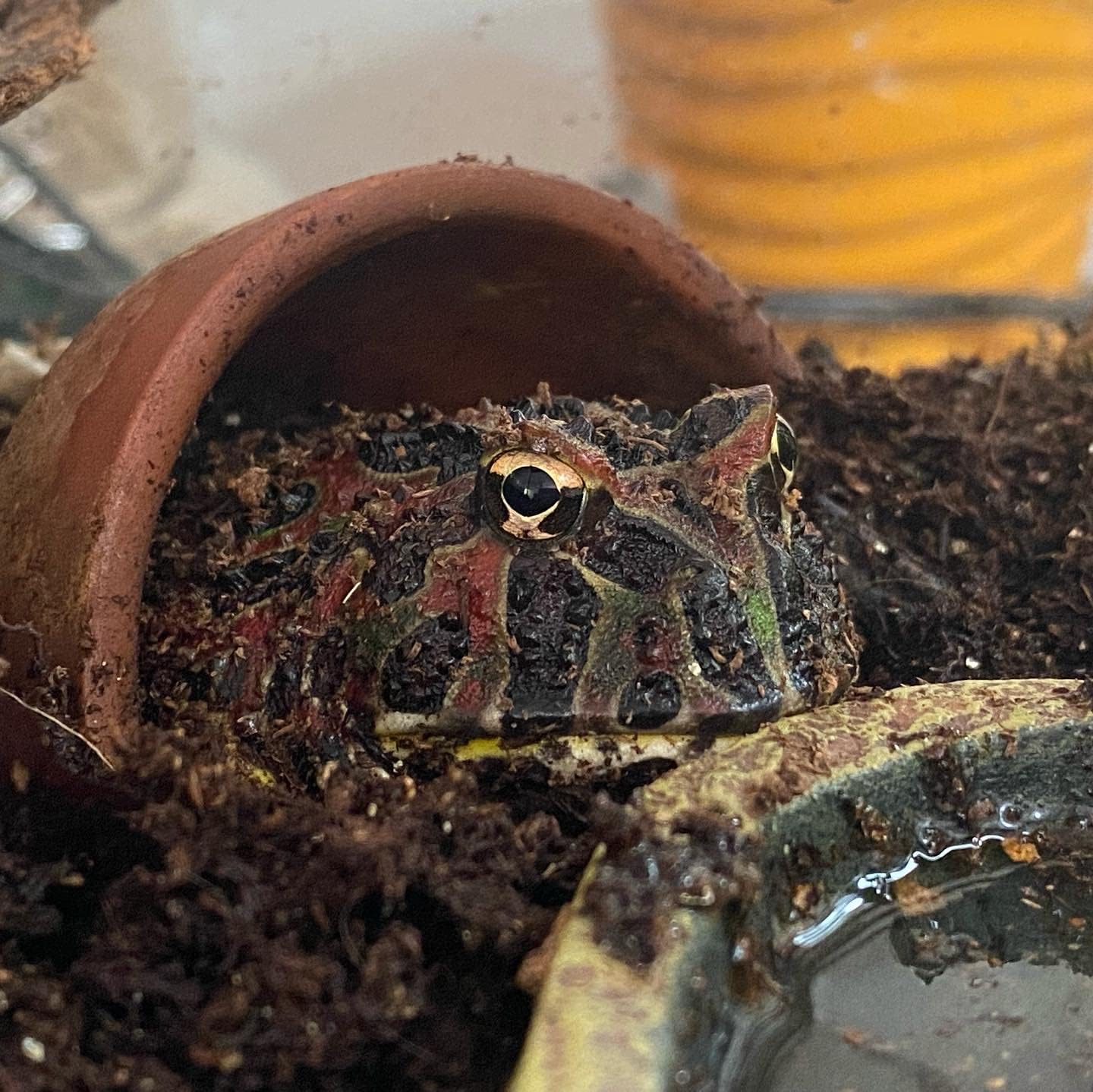 Josh's Frogs Coco Cradle (25 Liters)