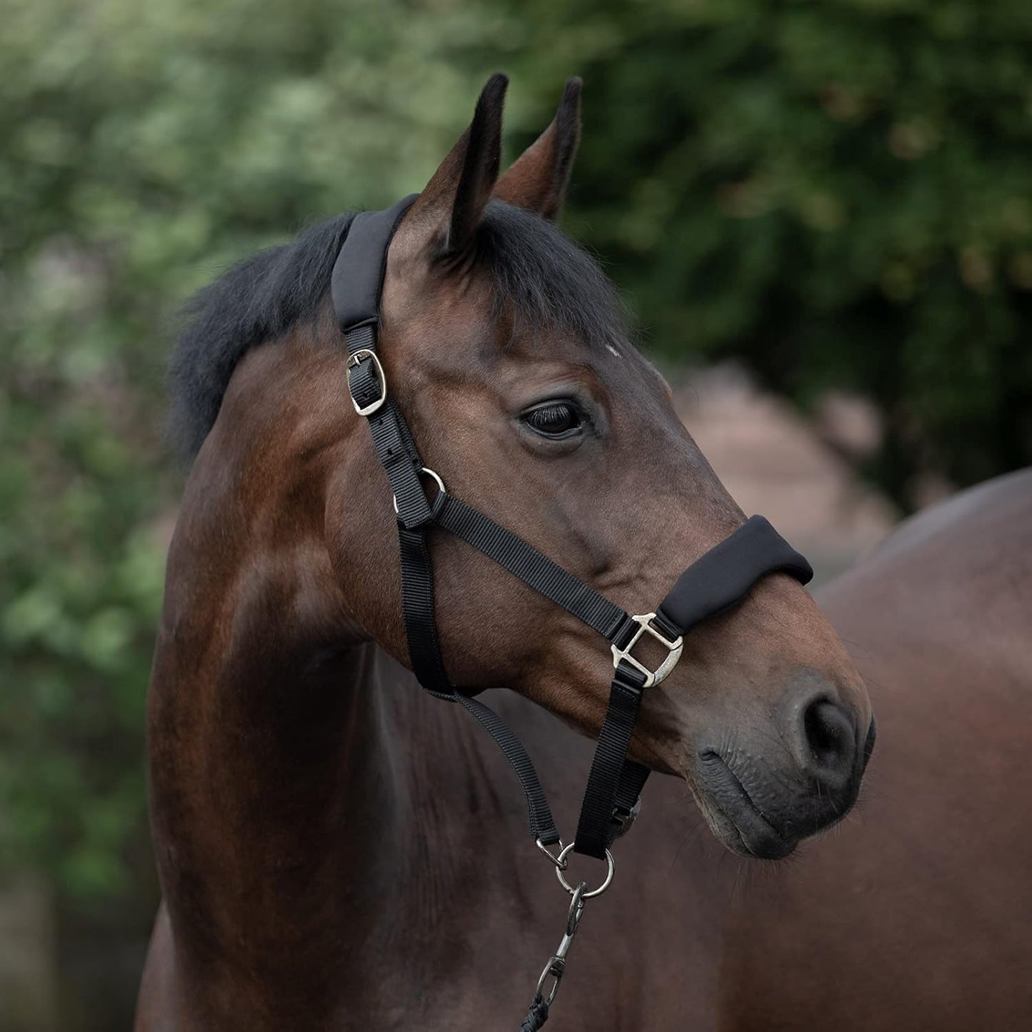 HORZE Graz Fleece Padded Halter - Black - Horse