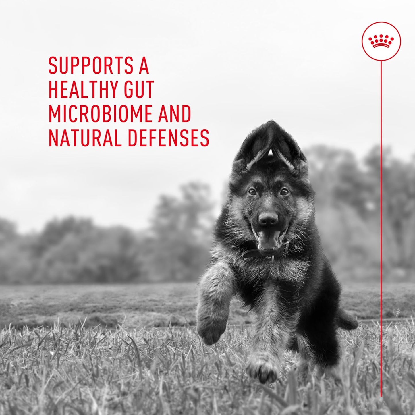 Royal Canin Probiotics for Dogs Digestive and Immune Health Powder Supplement for Dogs of All Ages, 7 Count