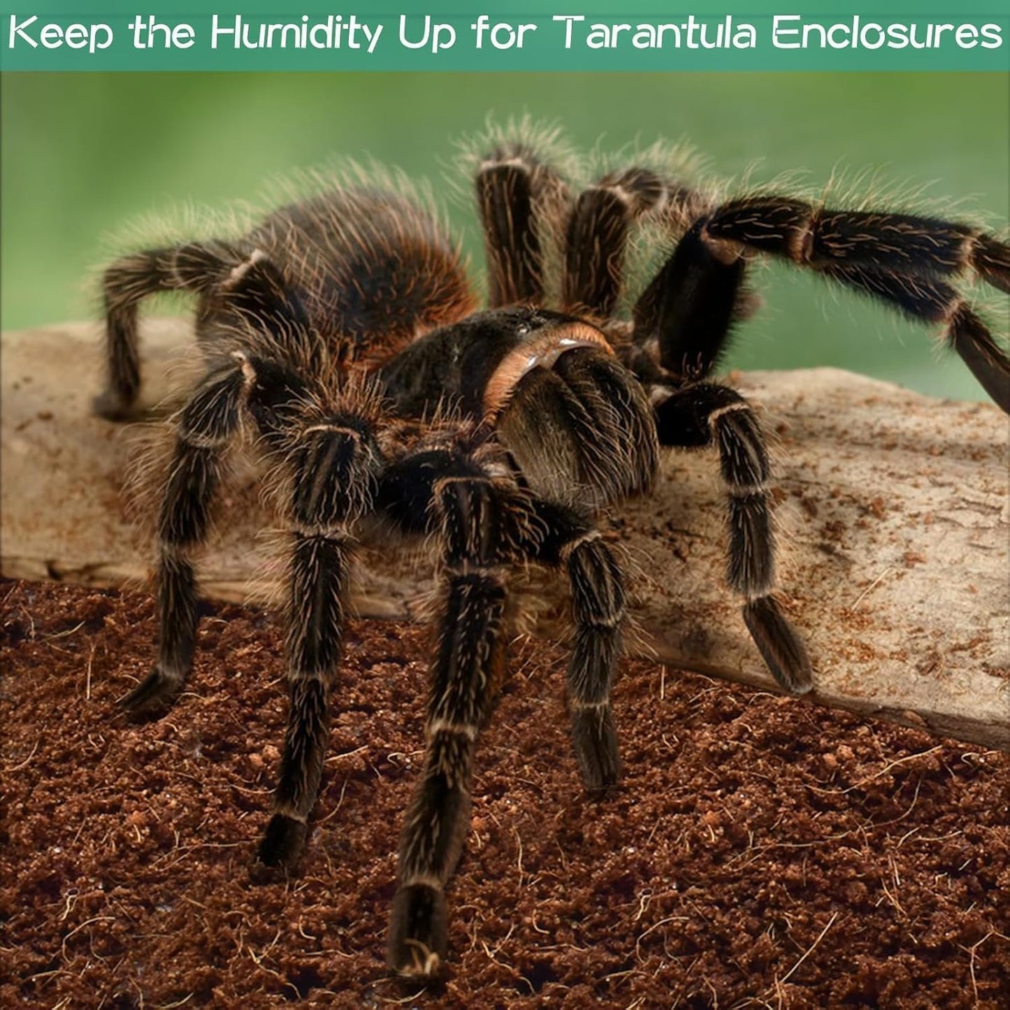 Halatool 8Pack Compressed Coconut Fiber Substrate for Reptile Natural Premium Coconut Husk Substrate Terrarium Bedding for Tortoises Beard Dragon Leopard Gecko Snake Tarantula Worm Bins