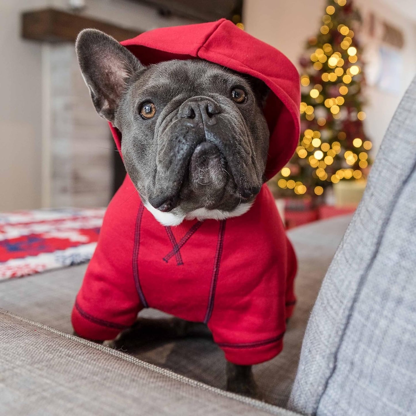 Blueberry Pet Essentials Soft & Comfy Better Basic Cotton Blend Dog Hoodie Sweatshirt in Red, Back Length 22", Pack of 1 Jacket for Dogs