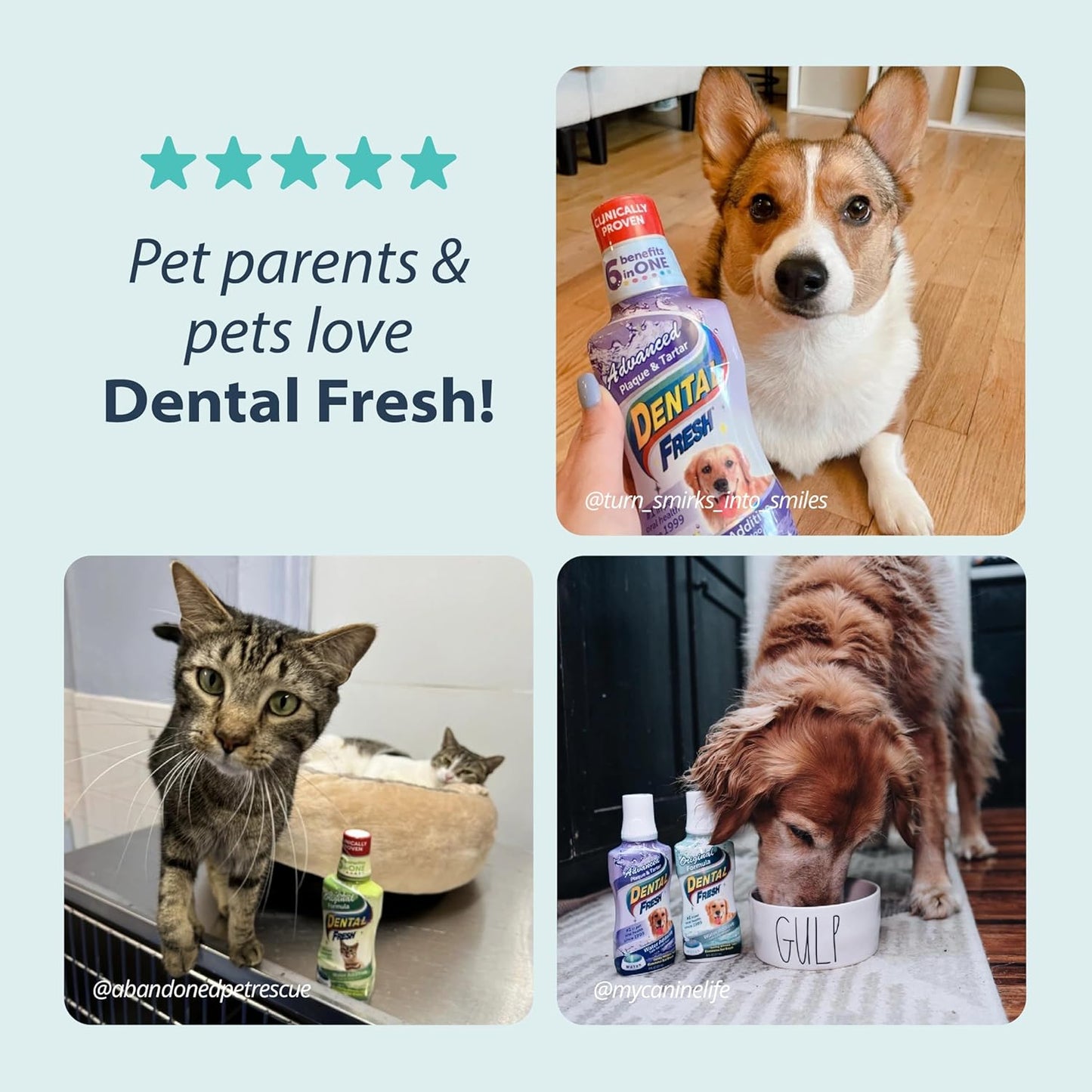 Dental Fresh Water Additive for Dogs, Original Formula, 8oz – Cat & Dog Breath Freshener and Teeth Cleaning for Dental Care for Pets – Add to Water