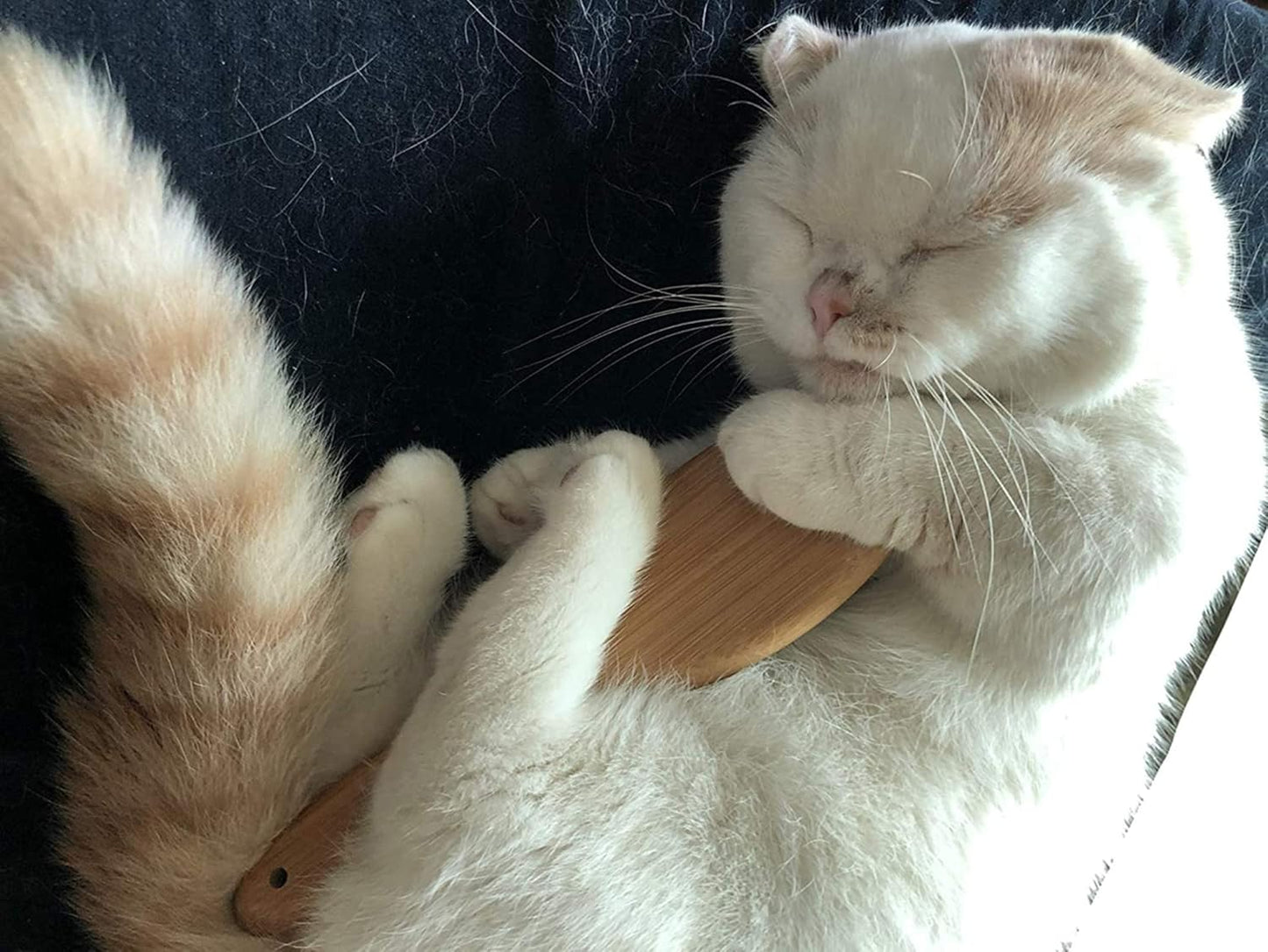 Patina Dog Cat Brush for Shedding, Natural Bamboo Boar Bristles Brush, Pet Grooming Supplies for Short and Long Haired Dogs Cats, Gentle Easy Grooming Massage, Japanese design