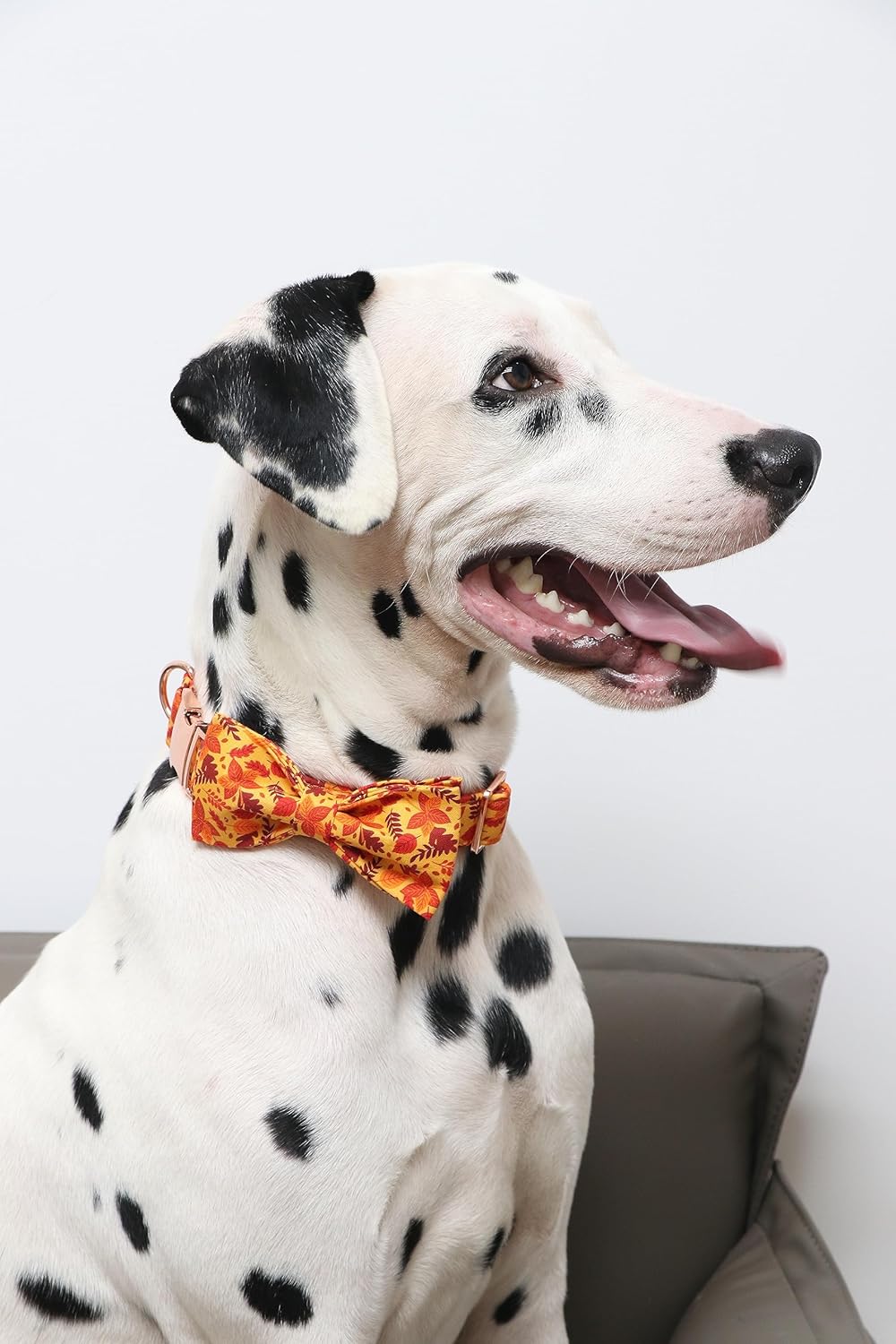 Lionet Paws Dog Collar with Bowtie - Cute Cotton Adjustable Fall Bowtie Dog Collar with Metal Buckle for Small Medium Large Dog Girl Boy Gift, XS, Neck 8-12in