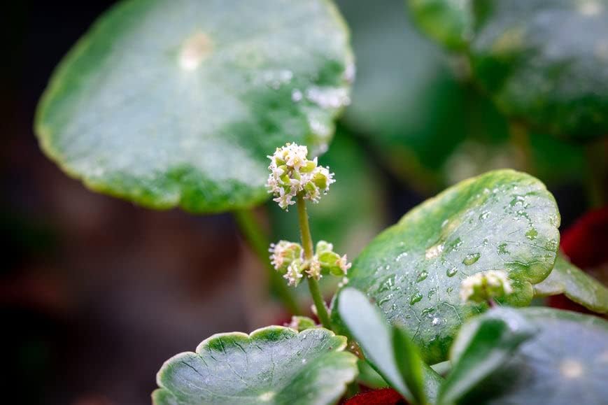 SubstrateSource Live Aquarium Stem Plants - Freshwater Aquatic Plant for Fish Tanks, Aquascaping - (Hydrocotyle Verticillata, 1 Bunch)