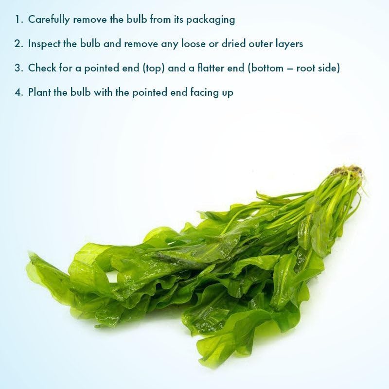 SubstrateSource Live Plants – Aponogeton Ulvaceus (Aponogeton ulvaceus) – Medium to High Light, Bright Green Color Accent, Midground to Background Placement, Wavy Leaf – Bulb/Bunch, 1 Pack