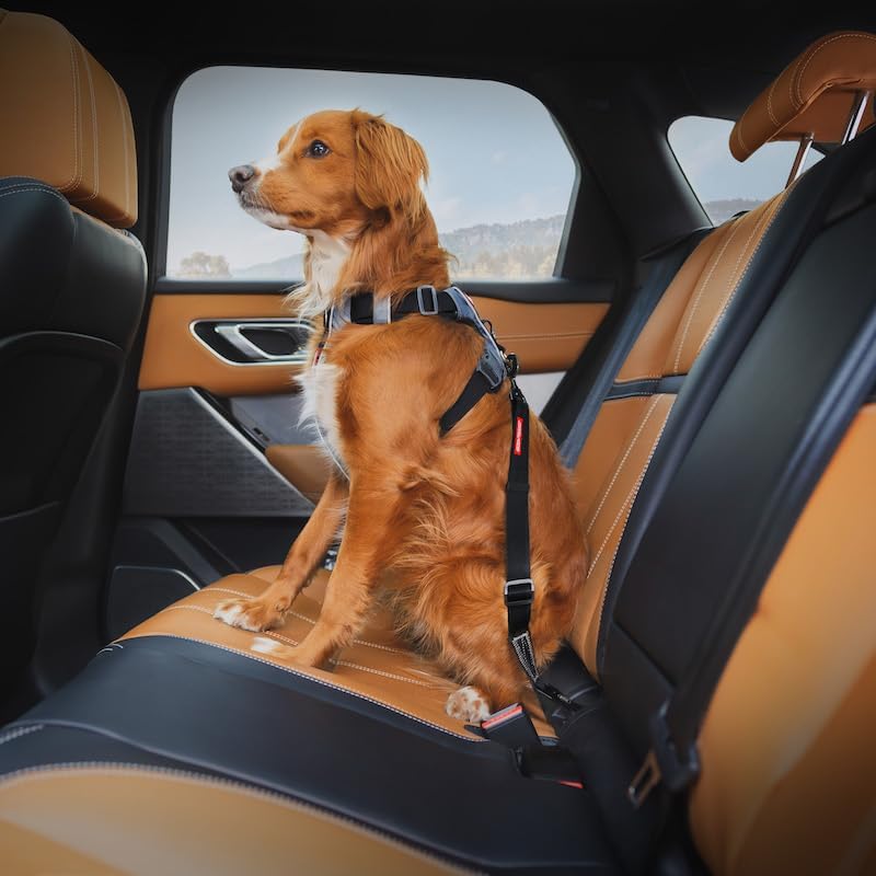 EzyDog Click ISOFIX Standard - Dog Seat Belt Car Harness Attachment for Dogs - Adjustable Dog Restraints Seatbelts for Car Travel and Safety - (17in - 26in, Black)