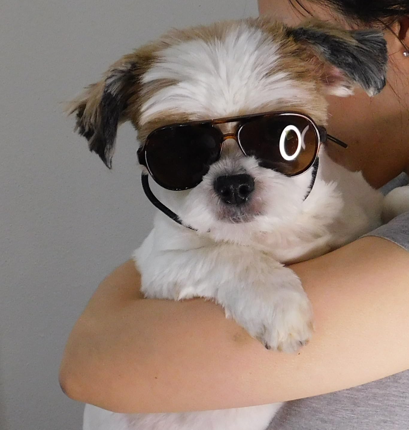 G029 Dog Cat Pet Aviator Pilot Sunglasses Glasses for Small Breeds up to 15lbs (2-Pack Black + Tortoise Brown)