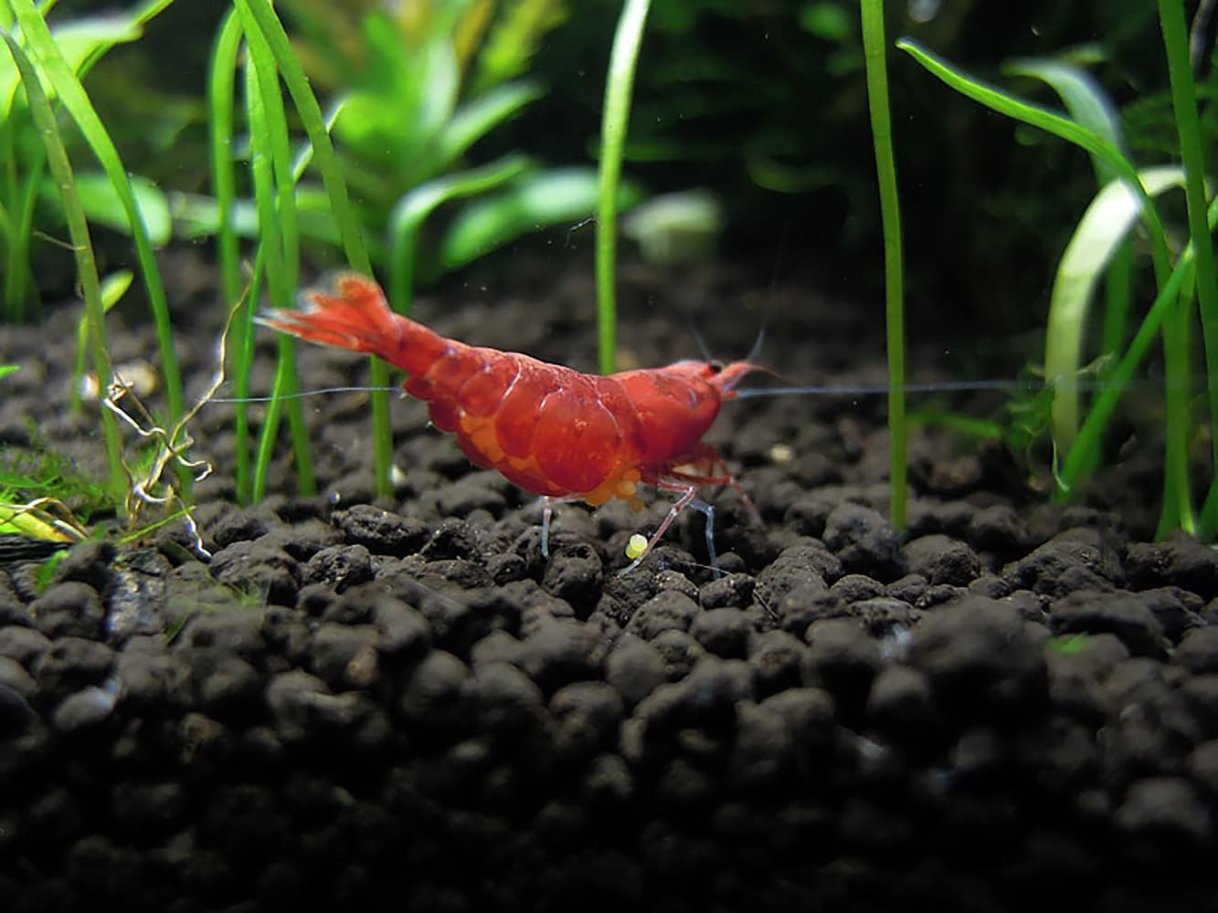 Ultum Nature Systems Controsoil - Freshwater Aqua Soil Substrate for Fish, Shrimp, Live Plant Propagation and Aquascaping - 6.8pH Low Ammonia, Volcanic Ash - Black, Extra Fine (1 Liter | 2LB)