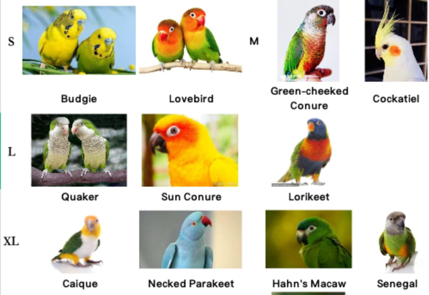 Pet Parrot Bird Harness Leash Adjustable Bird Flying Harness Traction Rope with Cute Wing for Parrots Pigeons Budgerigar Lovebird Cockatiel Mynah Outdoor Training Toy (L, Purple)