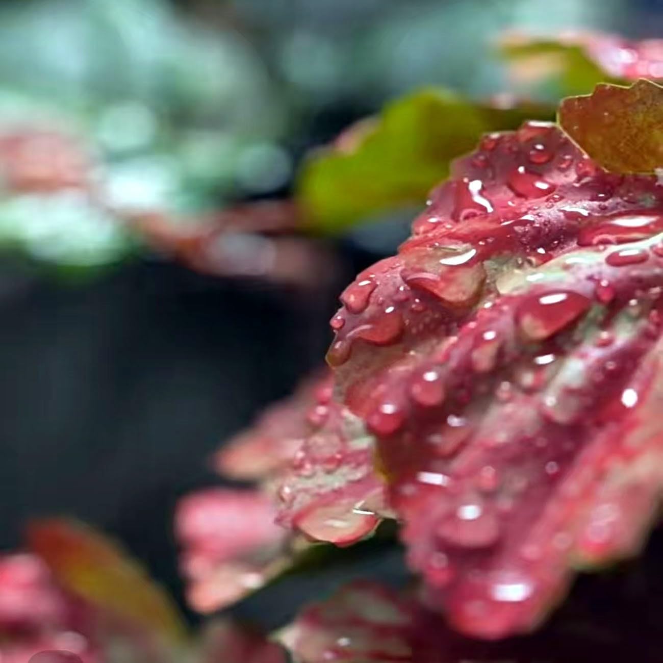 Reptile Plants for Terrarium Decor, Amphibian Habitat Decor, Reptile Tank Accessories, Artificial Hanging Plants with Suction Cup-2 Packs (Pink Heuchera Micrantha)