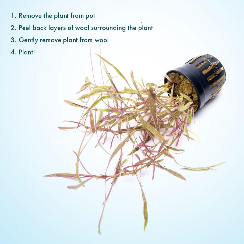 SubstrateSource Live Plants – Chai Hygrophila (Hygrophila lancea 'Chai') – Medium to High Light, Pink and Reddish Accent Aquatic Plant, Midground Placement – Stem Growth – Pot – 1 Pack