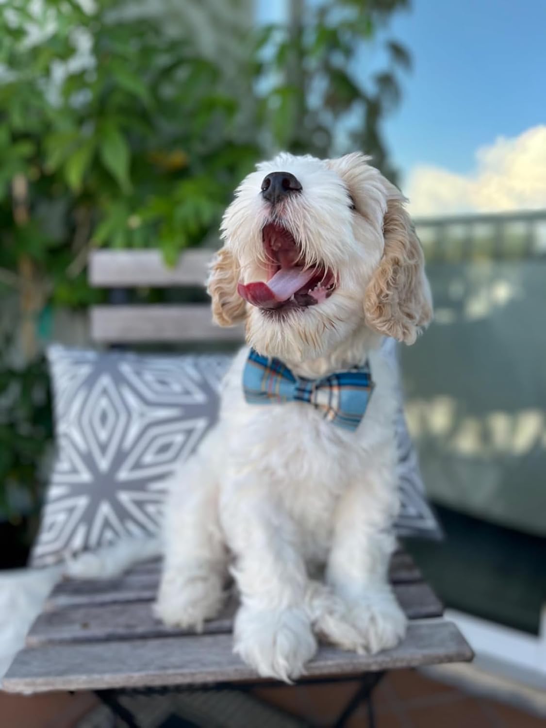 Lionet Paws Boy Dog Collar with Bowtie, Comfortable Adjustable Cute Blue Plaid Bow Tie Collar for Male Dogs Gift, Medium, Neck 13.5-22 inches