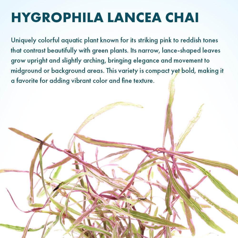 SubstrateSource Live Plants – Chai Hygrophila (Hygrophila lancea 'Chai') – Medium to High Light, Pink and Reddish Accent Aquatic Plant, Midground Placement – Stem Growth – Pot – 1 Pack