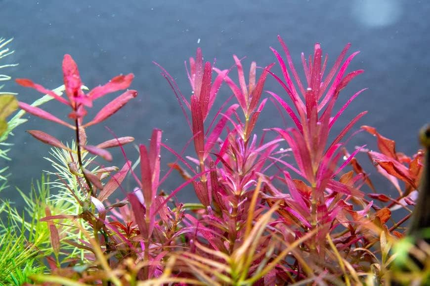 SubstrateSource Live Aquarium Stem Plants - Freshwater Aquatic Plant for Fish Tanks, Aquascaping - (Rotala Narrow Leaf Sp. Red, 1 Bunch)