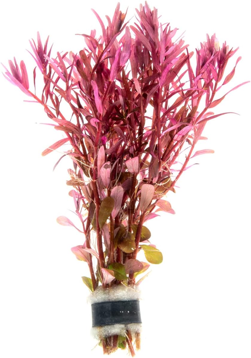 SubstrateSource Live Aquarium Stem Plants - Freshwater Aquatic Plant for Fish Tanks, Aquascaping - (Rotala Narrow Leaf Sp. Red, 1 Bunch)