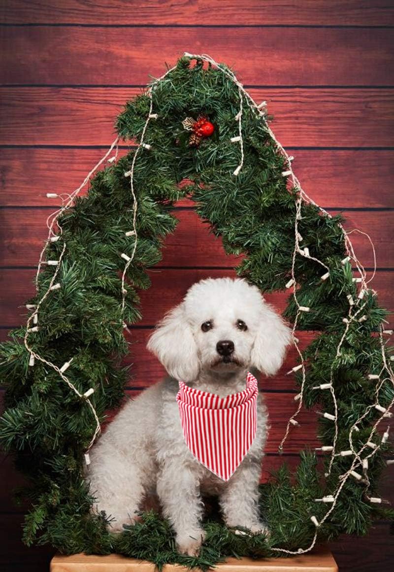 Lionet Paws Dog Bandana for Small Medium Large Dogs, Cat Dogs Kerchief Triangle Bibs Scarf for Girl or Boy