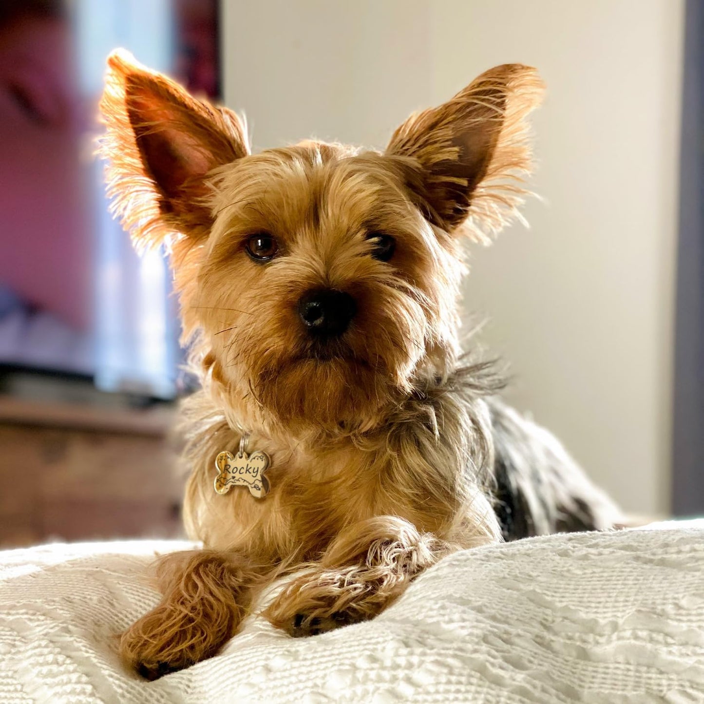 Name Pattern Art Design - Dog Tags Personalized for Pets - Custom Cats Dogs ID Tag - Stainless Steel Deep Engraving (Bone)