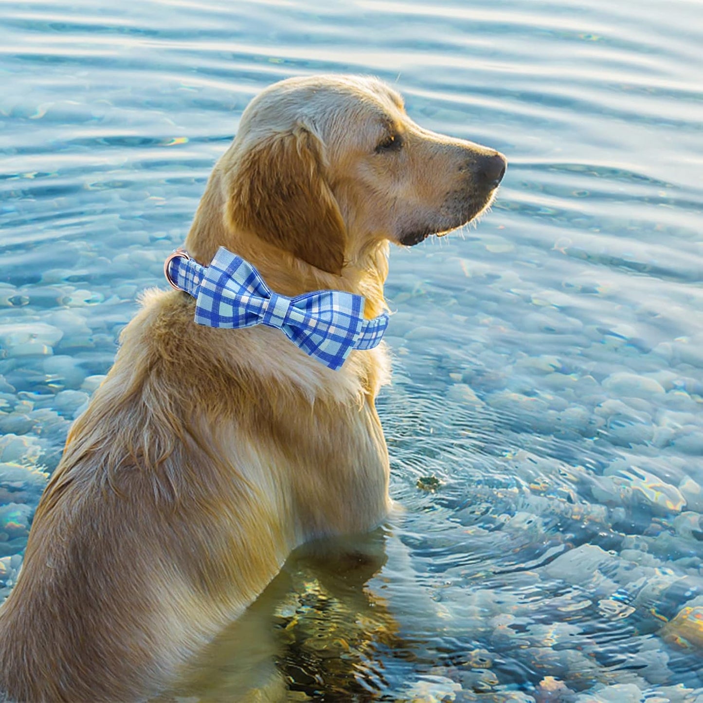 Elegant little tail Dog Collar with Bow - Blue Plaid Boy Dog Collar Cute Bowtie Pet Collar Adjustable Dog Collar for X-Small Puppy and Cat