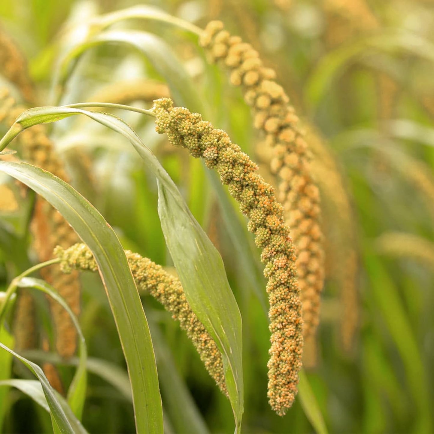 Amzey 5.5 LB Spray Millet for Parakeets, 100% Natural Dried Millet Grain for Birds, Non-GMO Bird Treat for Cockatiel, Finches, Parrots & Lovebirds