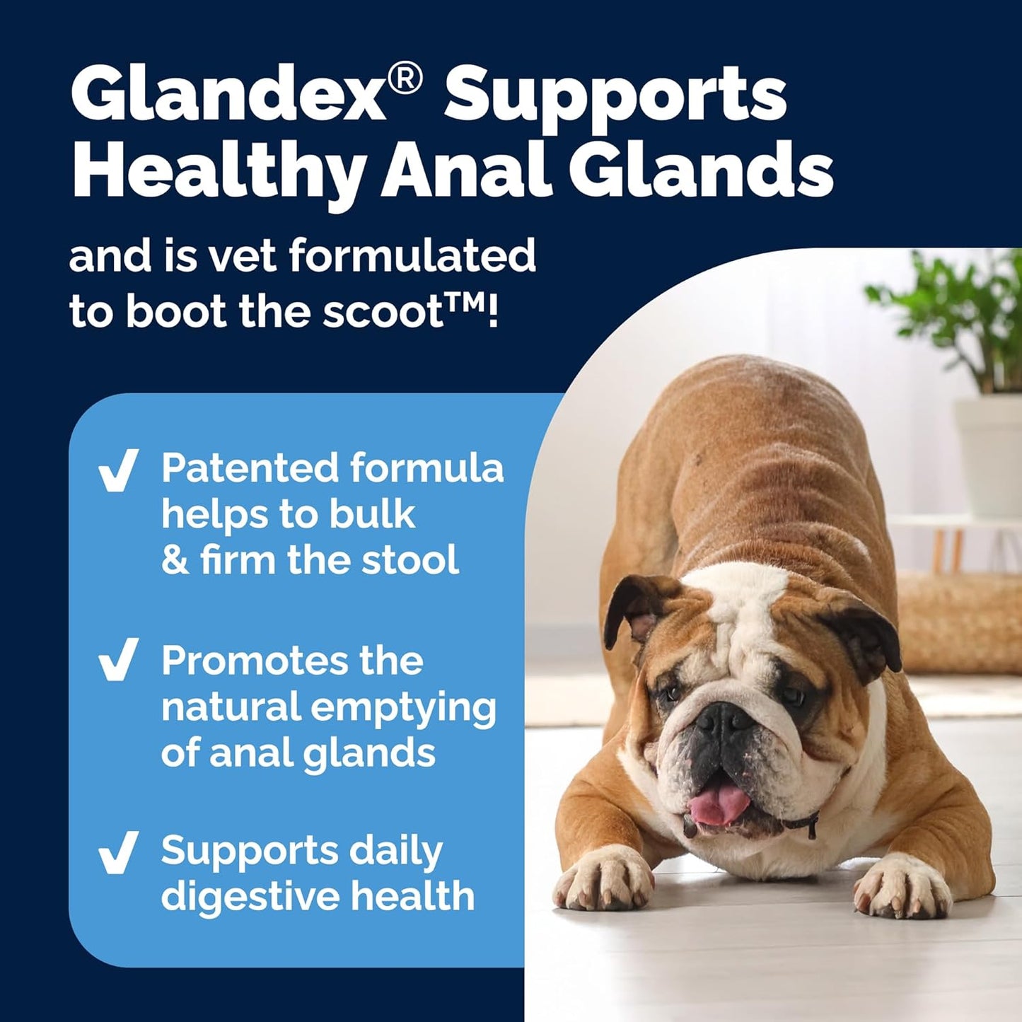 Vetnique Labs Glandex Anal Gland Soft Chew Treats with Pumpkin for Dogs Digestive Enzymes, Probiotics Fiber Supplement for Dogs Boot The Scoot (Bacon Flavor Chews, 60 Count)