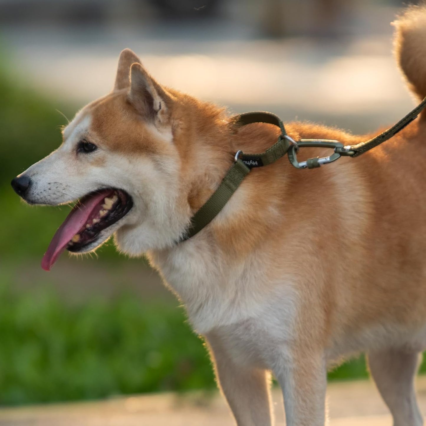 Hyhug Pets Premium Upgraded Heavy Duty Nylon Anti-Escape Martingale Collar for Boy and Girl Dogs Comfy and Safe - Professional Training, Daily Use Walking. (Army Green, Small)