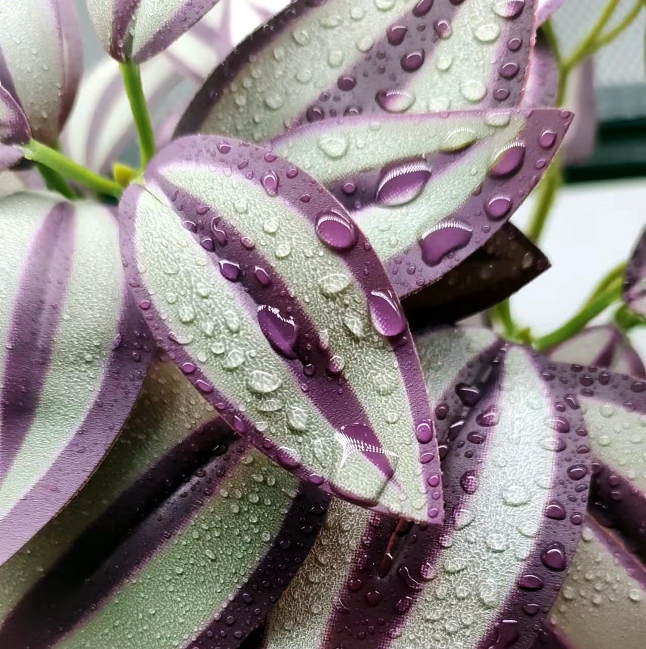 Reptile Plants for Terrarium, Amphibian Habitat Decor Artificial Hanging Plants with Suction Cup, Artificial Plants for Gecko Chameleon Snake Tortoise Tank Accessories. 2-Pack (Zebrina)