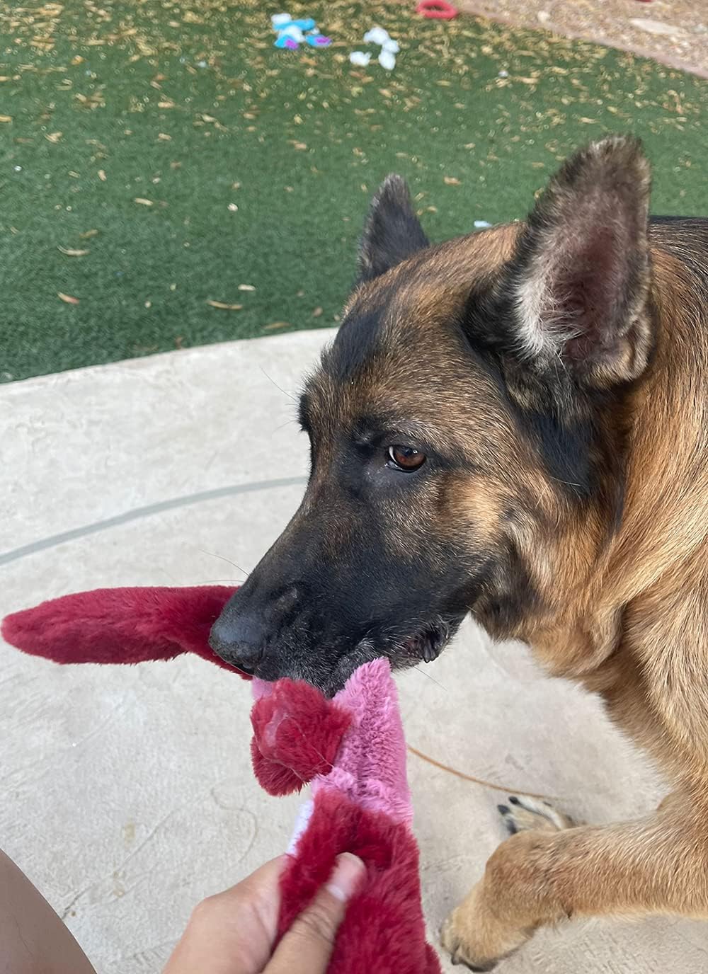 Jalousie 5 Pack Stuffingless Dog Squeaky Toys Dog Toy w/Durable Liner No Stuffing Dog Toy - Dog Toys Crinkle Paper Squeaker Toy for Medium Large Dogs (5 Pack - Color 4 - Squeaky)