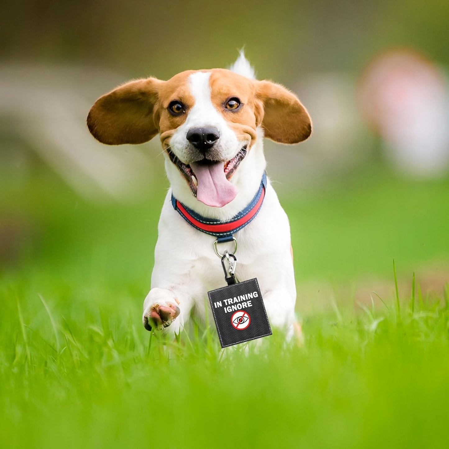 Funny Dog Leash Sleeve Have in Training Ignore Dog Leash Wrap Wrap Alert Hanging ID Patch Tag Pet Birthday Gift (Training Ignore-Tag)