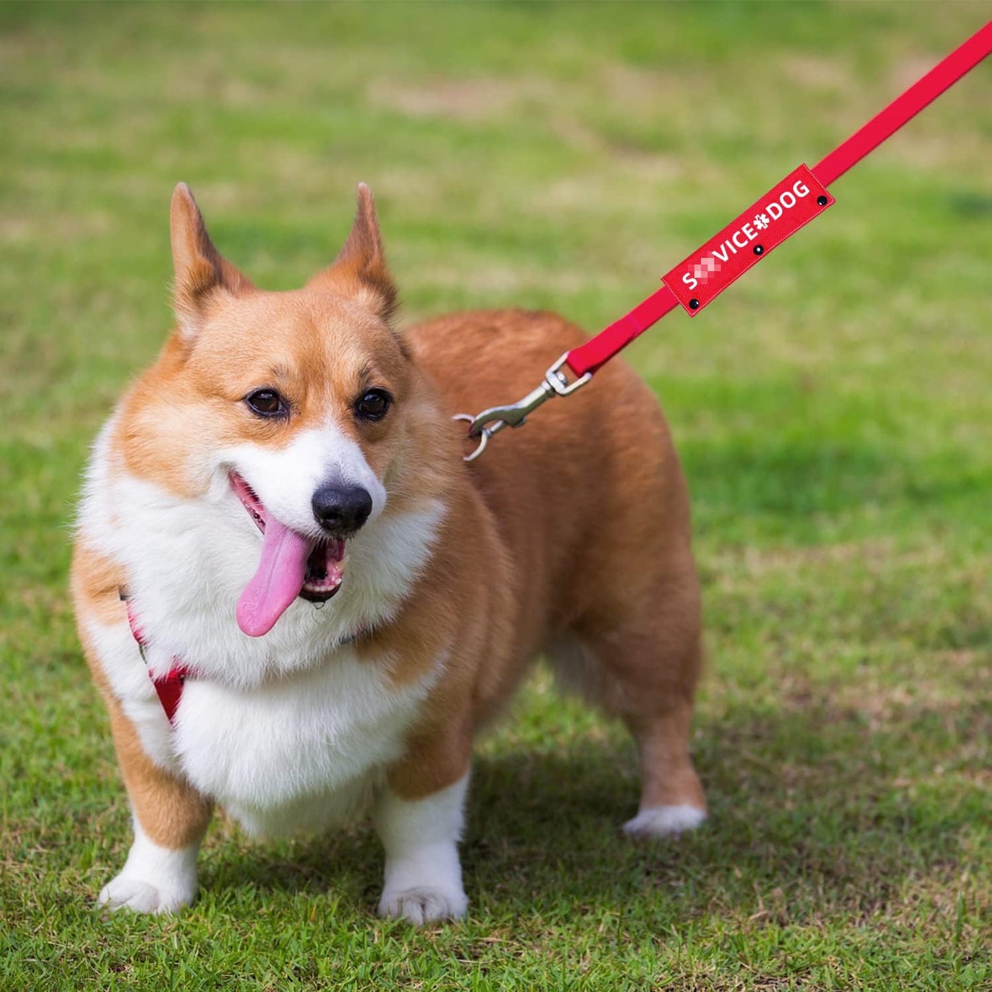 Advivio Funny Red Dog Leash Sleeve, Wrap Alert Hanging ID Patch Tag for Pet Walking and Training, Pet Birthday Gift