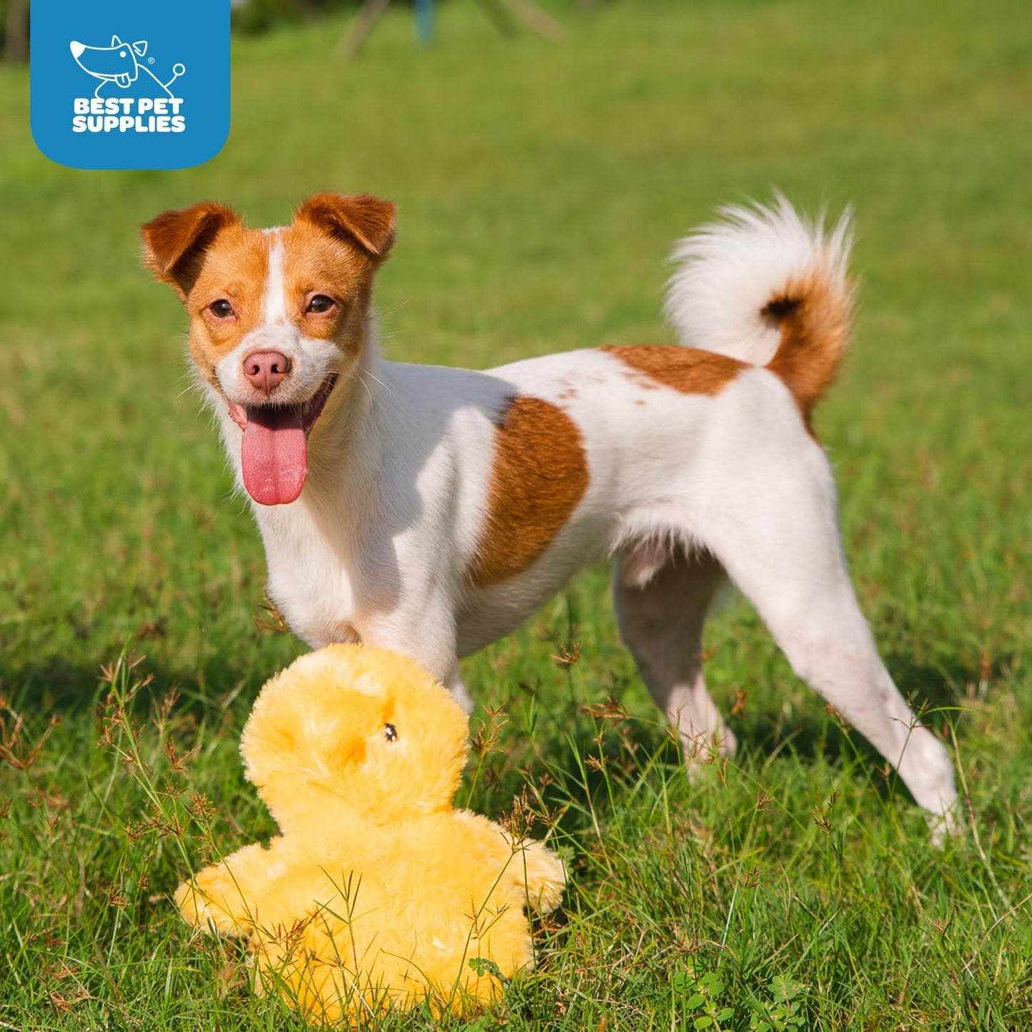 Best Pet Supplies Interactive Squeaky Dog Chew Toy, Ideal Dog Toys for Chewers, Small, Medium & Large Dogs, and Fetch Lovers - Crinkle Chicken (Yellow), Large