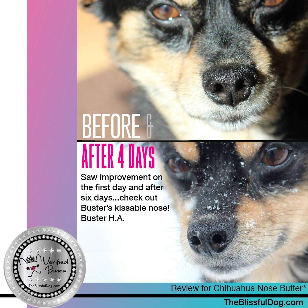 The Blissful Dog Smooth Coat Chihuahua Nose Butter for Dry, Cracked Skin, Lick-Safe Dog Nose Balm with Moisturizing Shea Butter, Almond, Olive, and Essential Oils, Pet Supplies, Uncented, 2 oz.