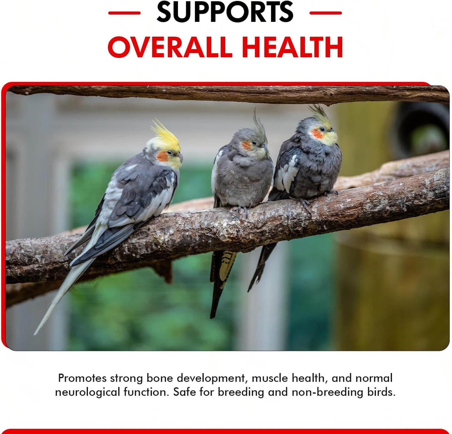 Morning Bird Calcium Plus Liquid Supplement for Birds - Liquid Calcium Formula with Magnesium and Vitamin D3 Calcium Supplement for All Birds – 2 Fl Oz