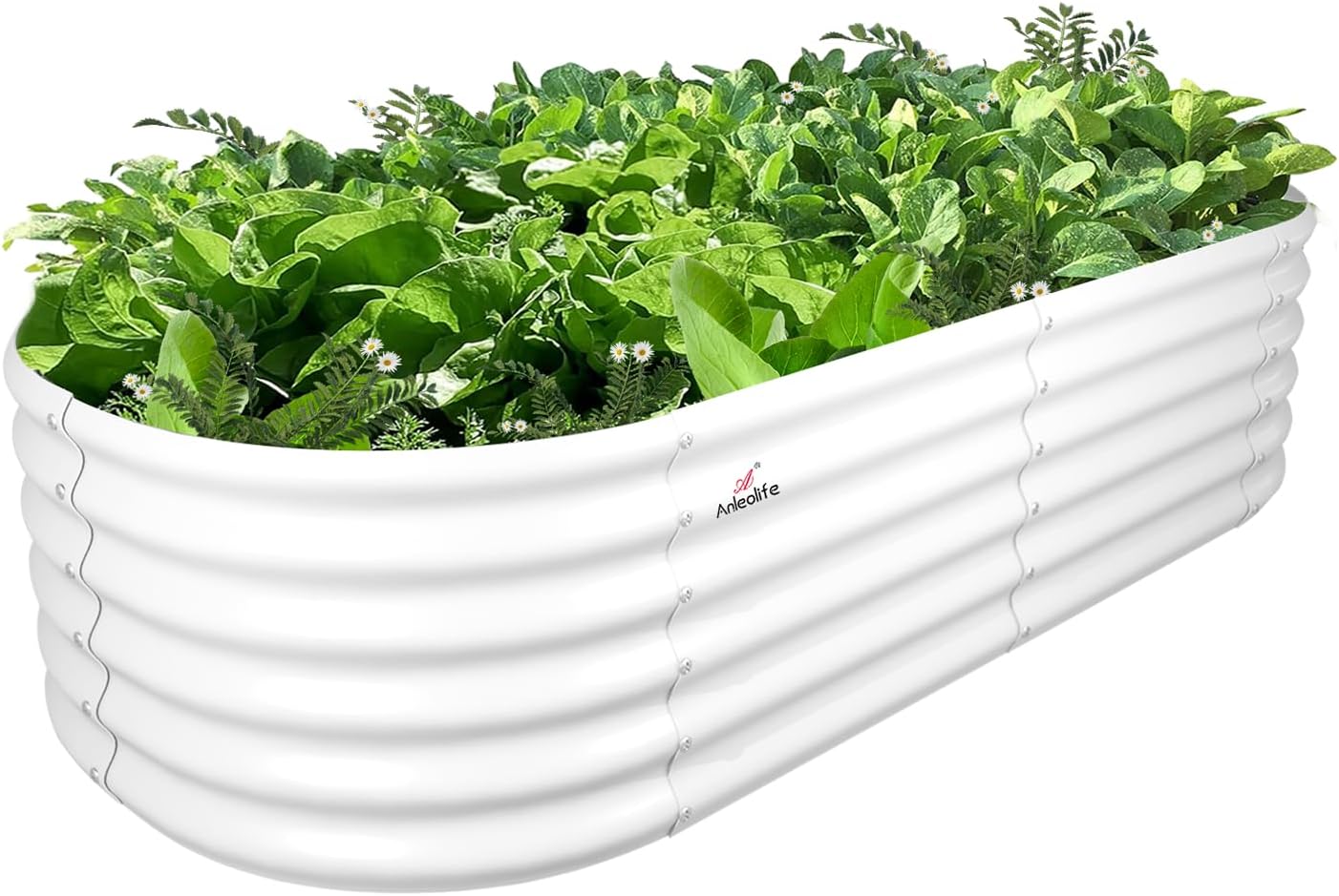 A ANLEOLIFE 6X2X1.5 ft Galvanized Raised Garden Beds Outdoor, Oval Round Metal Planter Box for Planting Vegetables Flowers Herb, Anti-Rust & Easy-Setup, Antique White