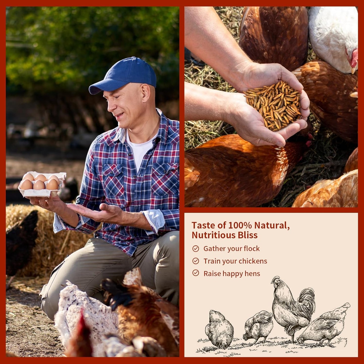 Dried Black Soldier Fly Larvae 5LB, High Protein Chicken Feed, 100% Natural Non-GMO – Treat for Chicken More Calcium Than Mealworms, Food for Laying Hen, Ducks, Wild Birds