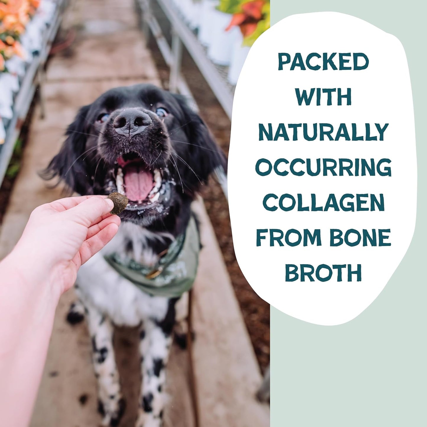 Shameless Pets Bone Broth Dog Training Treats – Soft, Natural Puppy & Dog Treats with Collagen – Healthy, Low-Calorie Training Chews for Small, Medium & Large Dogs - 8oz (Pack of 1)