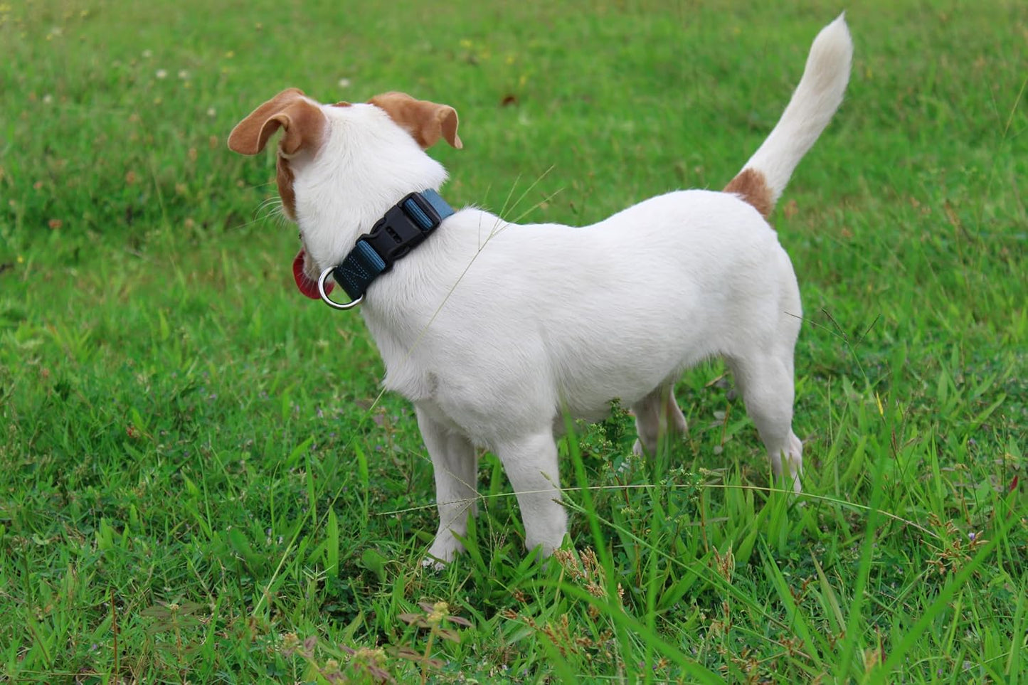 Mikivery Nylon Dog Collar with Quick Release Buckle Soft Adjustable Sturdy for Small Medium Large Dogs Haze Blue,L