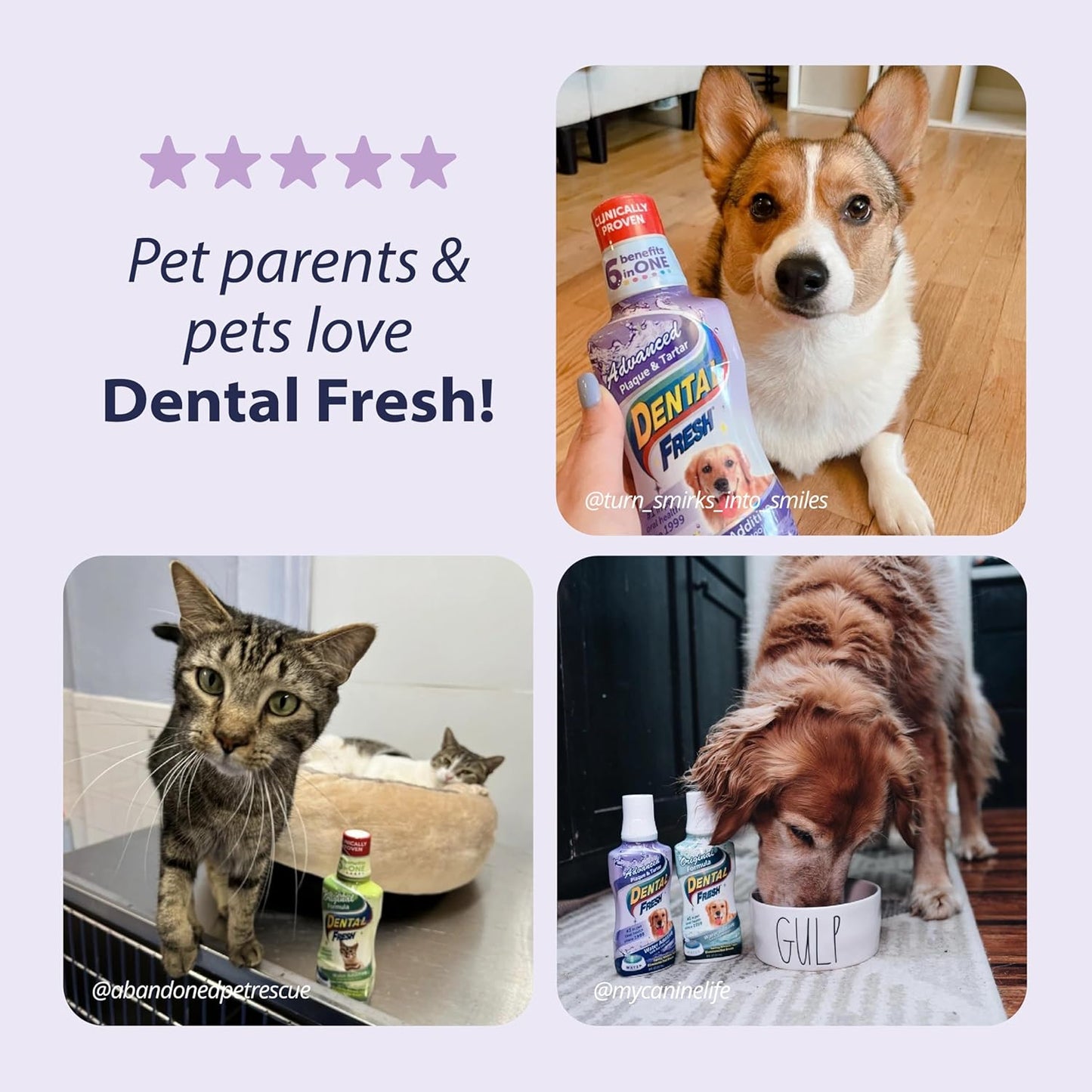 Dental Fresh Advanced Plaque and Tartar Water Additive, 32oz – Dog Teeth Cleaning Formula to Freshen Breath and Improve Cat & Dog Dental Care