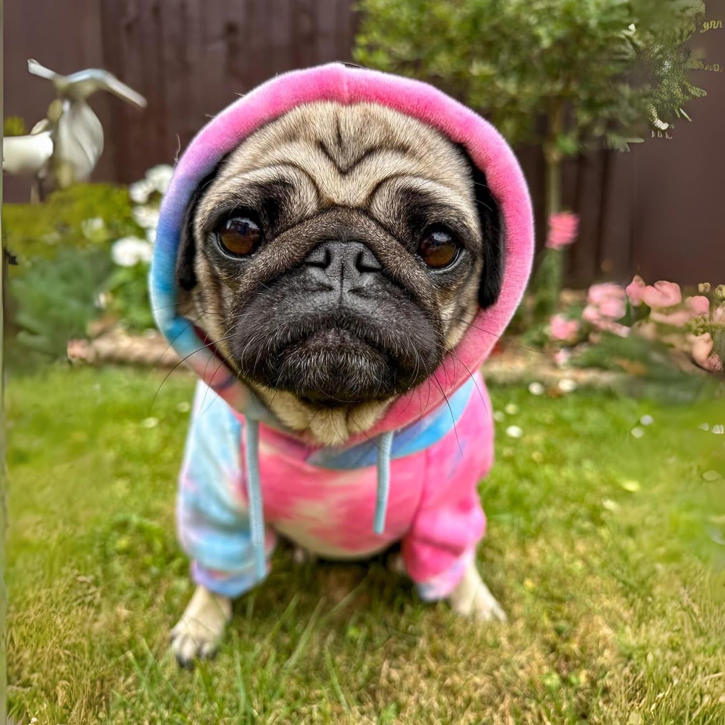 Spark Paws Dog Hoodie – Premium Dog Sweater for Small, Medium, and Large Dogs | Warm Outfits for French Bulldogs, Pitbull, Puppy, Winter Jacket Alternative - Snow Cone - 5XL