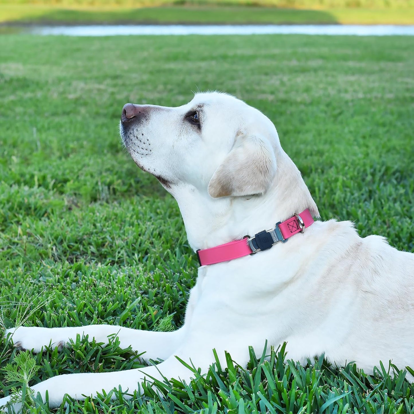 Dogline Biothane Waterproof Dog Collar with Herm Sprenger Black Stainless Steel Quick Release Buckle – Heavy Duty Tactical Durable Collar for Dogs – Comfortable and Safe Pet Collar W3/4" L12-19 Pink