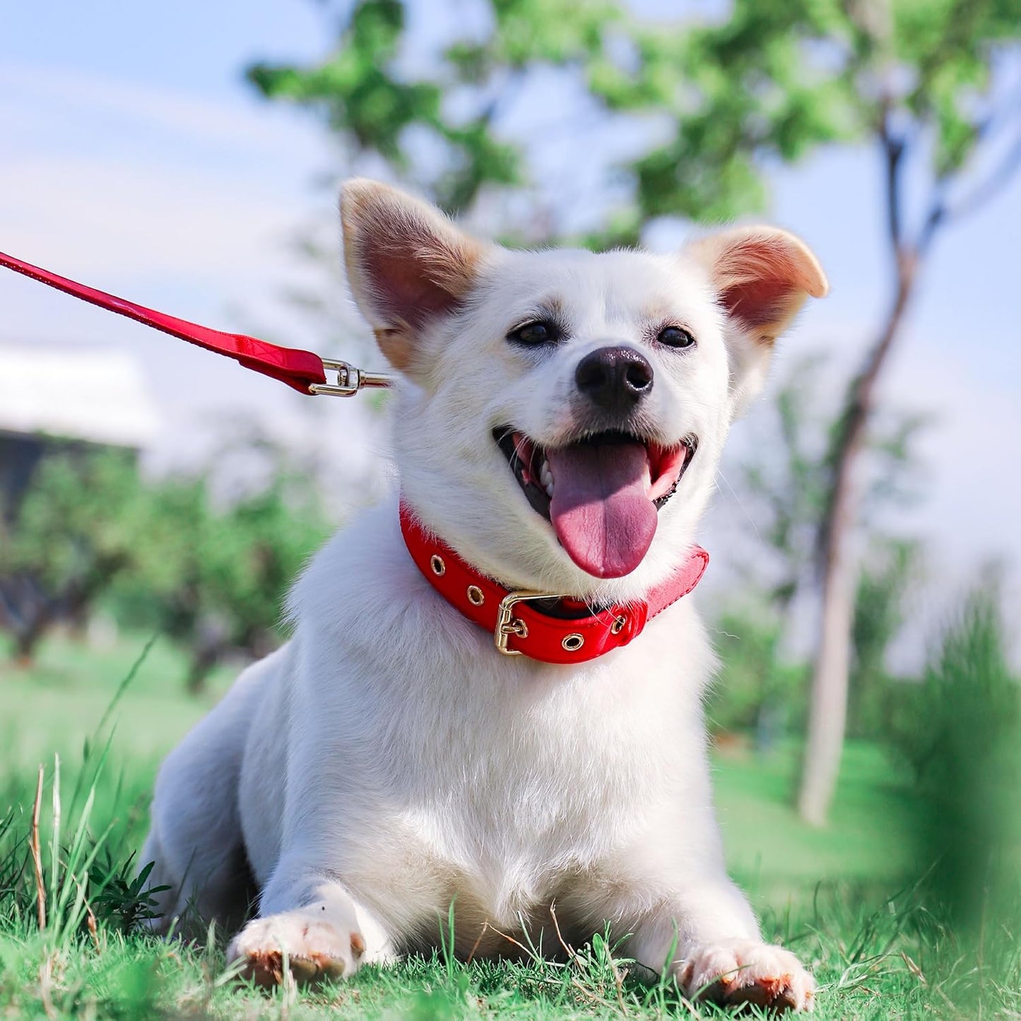 Didog Soft Padded Dog Collars for Small Dogs, Lightweight and Breathable Dog Collar with Metal Buckle, Red, M