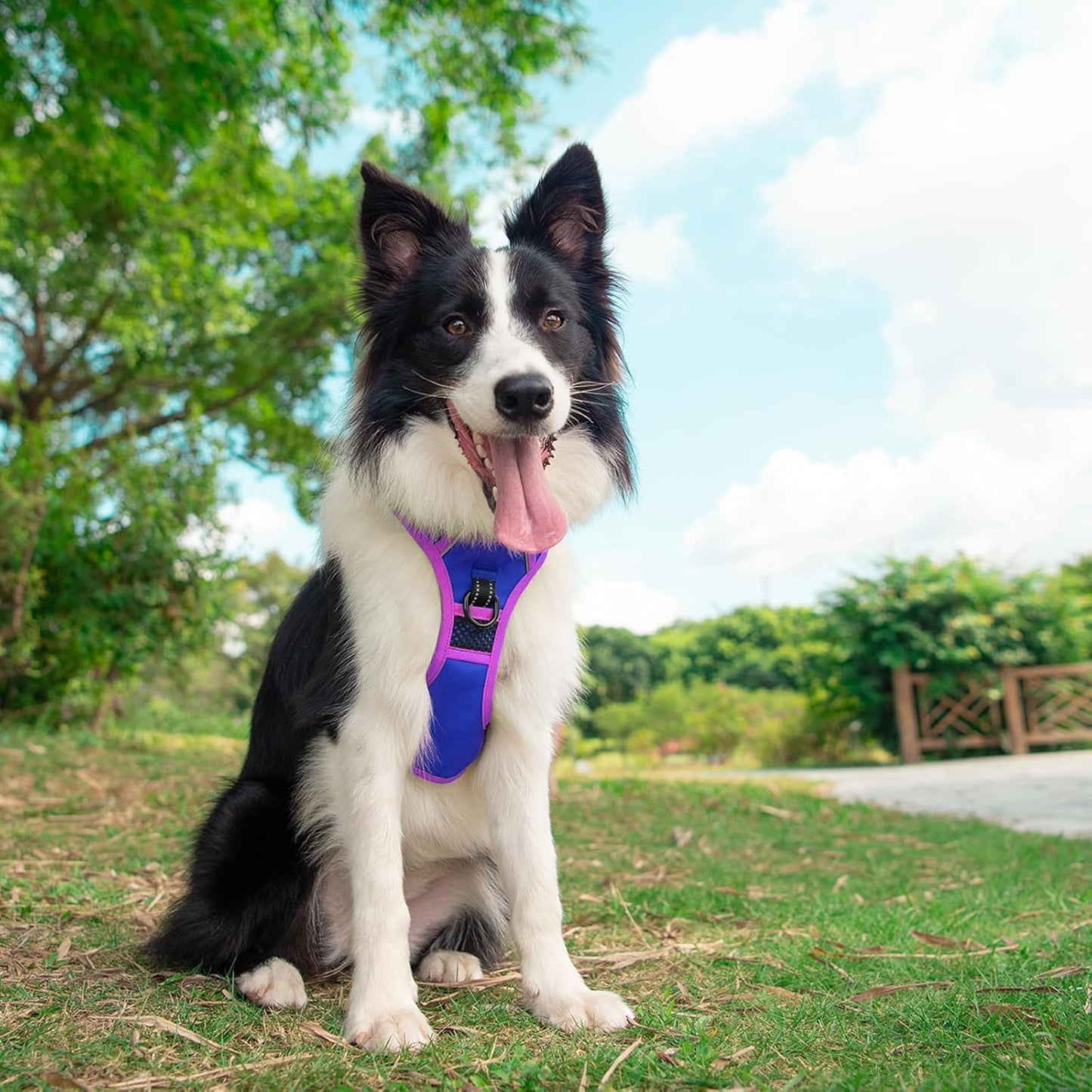 PHOEPET 2019 Upgraded No Pull Dog Harness, Reflective Adjustable Vest, with a Training Handle + 2 Metal Leash Hooks+ 3 Snap Buckles +4 Slide Buckles(S, Royal Blue)