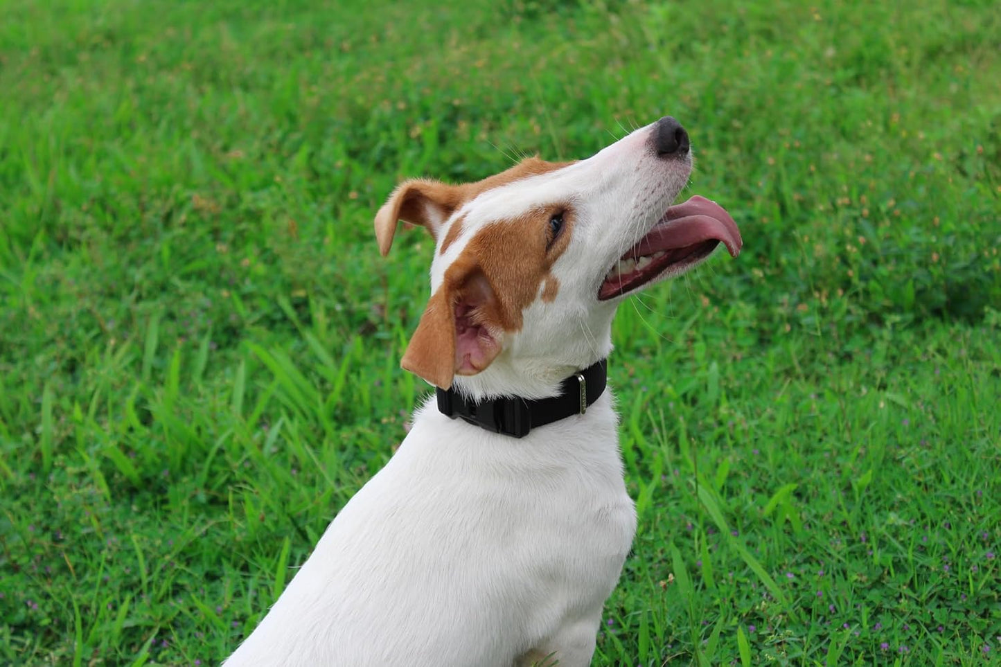 Mikivery Nylon Dog Collar with Quick Release Buckle Soft Adjustable Sturdy for Small Medium Large Dogs Black,M