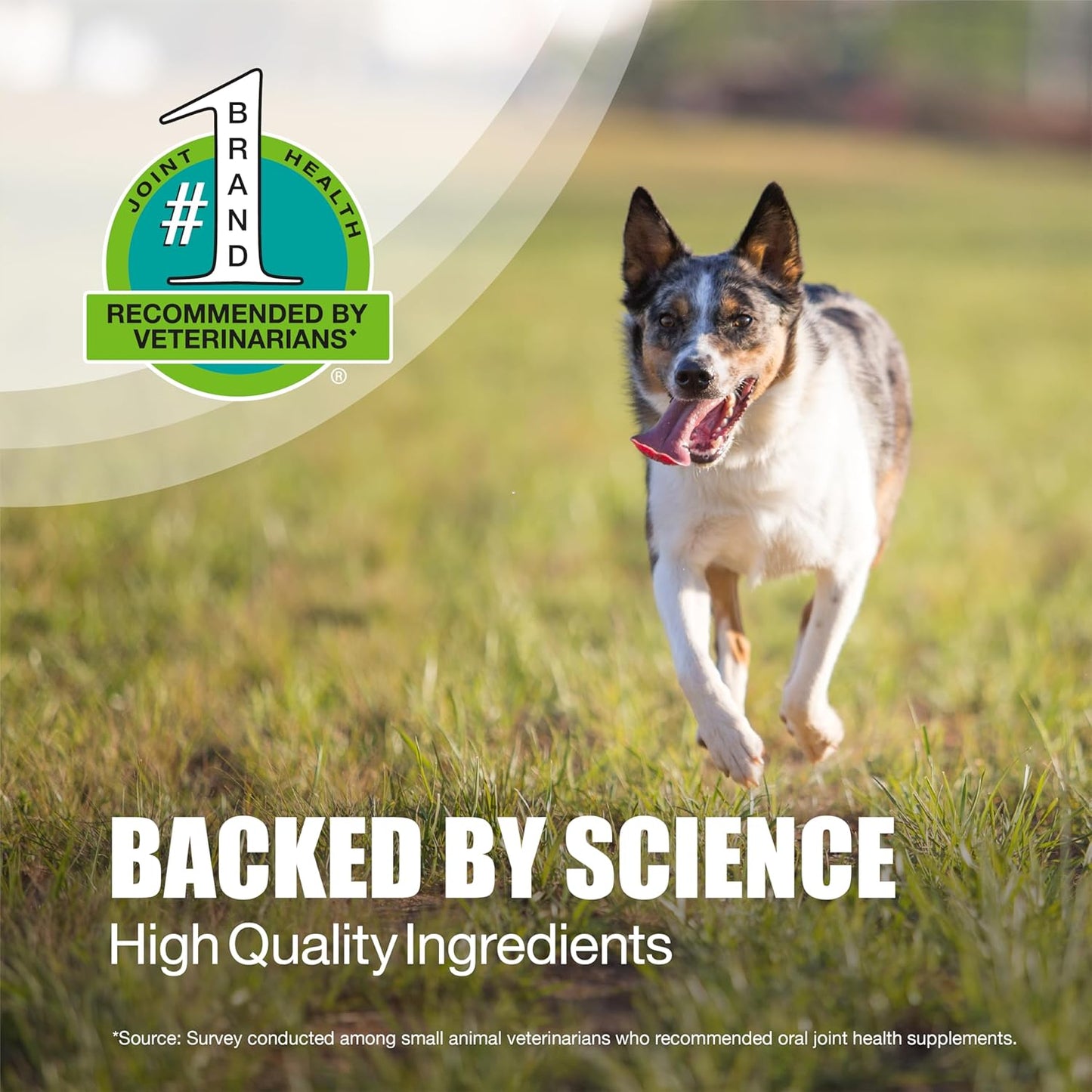 Nutramax Laboratories Dasuquin with MSM Chewable Tablets For Small/Medium Dog