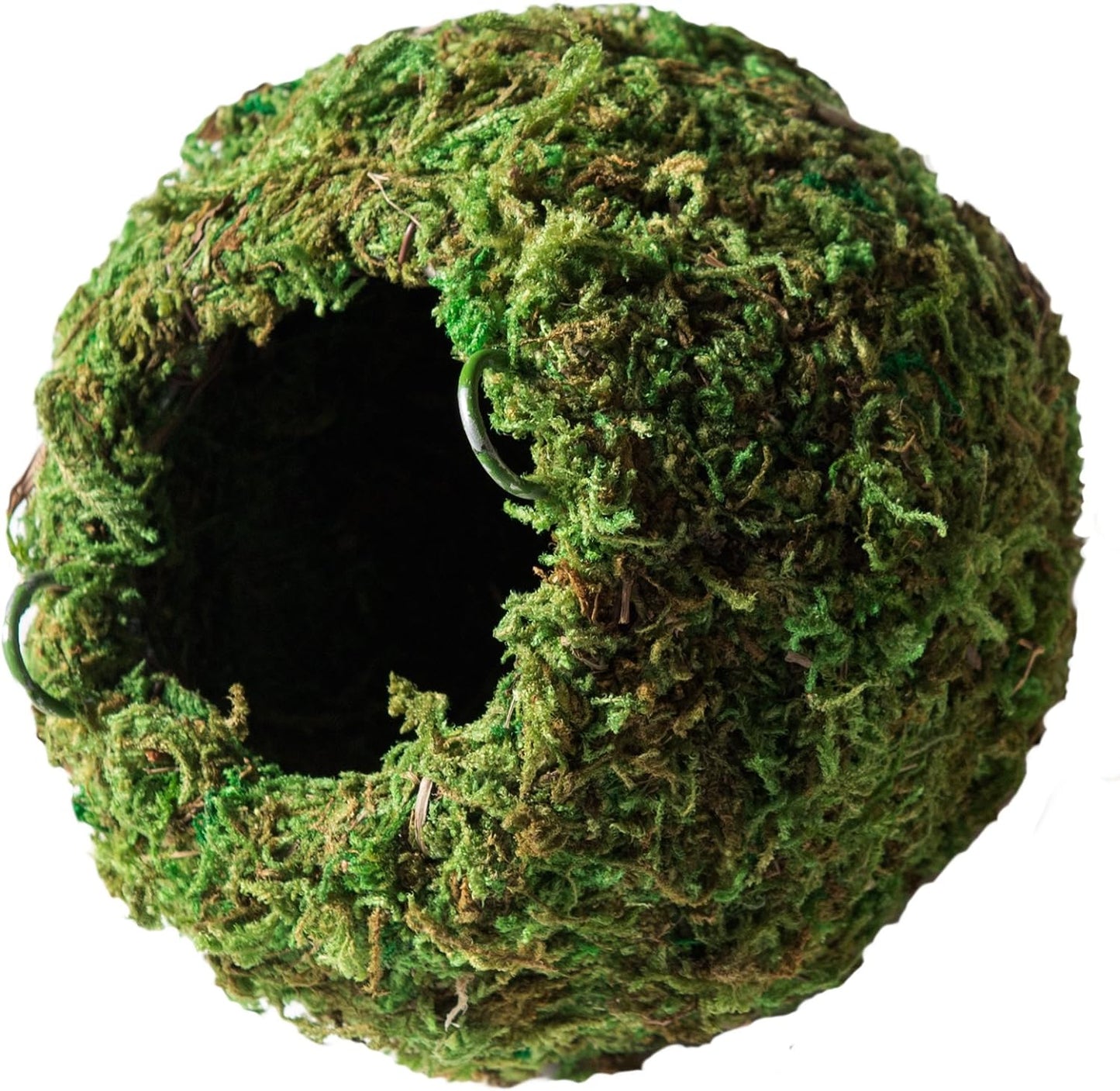 Galápagos (05348) Mossy Cave Hide, 6", Green Sphagnum (Pack of 6)