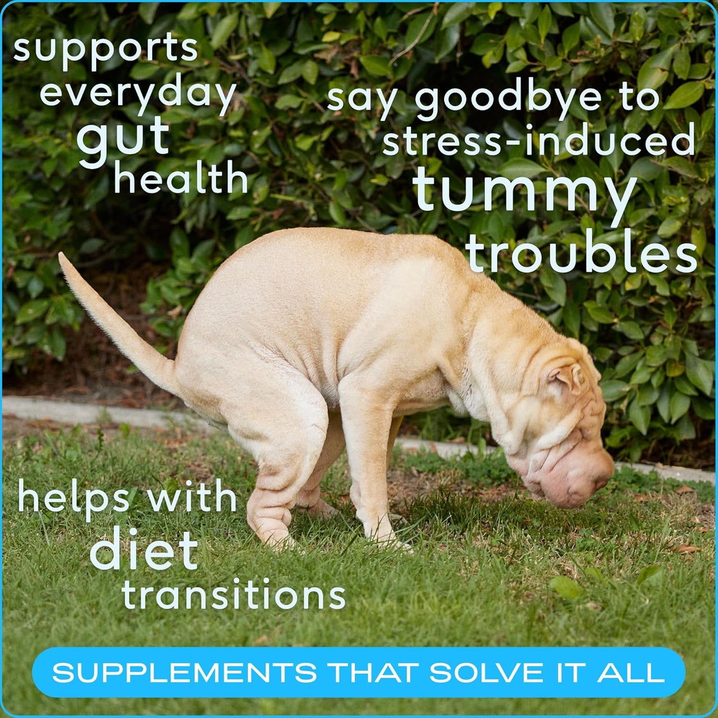 Native Pet Probiotics for Dogs - Dog Probiotics Powder for Digestive Health, Gut Support, & Immune Boost – Vet-Formulated Powder for Maximum Potency with Digestive Enzymes & Prebiotics - 240 Scoops