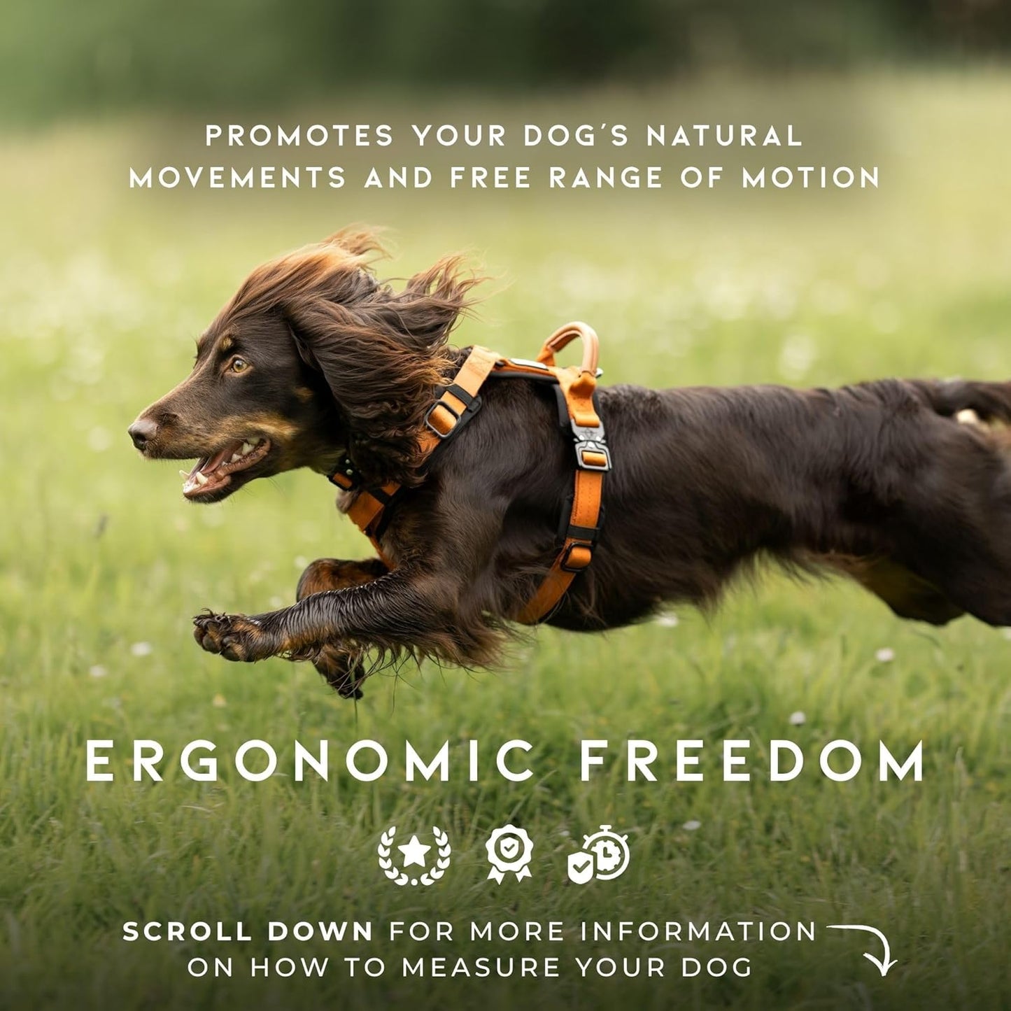 MADE TO ROAM Premium Explorer Harness - Y-Shaped Dog Harness with Adjustable Durable Nylon, Soft Padding, Metal Buckles and Leather Handle for Small, Medium, Large Dogs (Nevada Evening, Size 5)